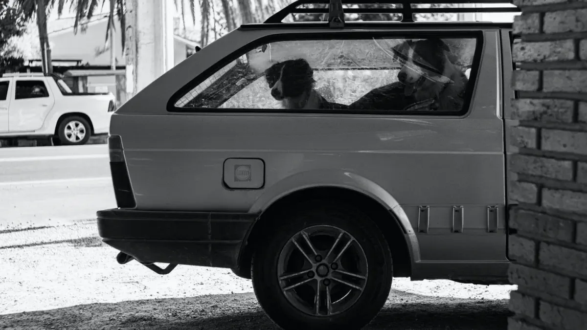Dog in a car seat