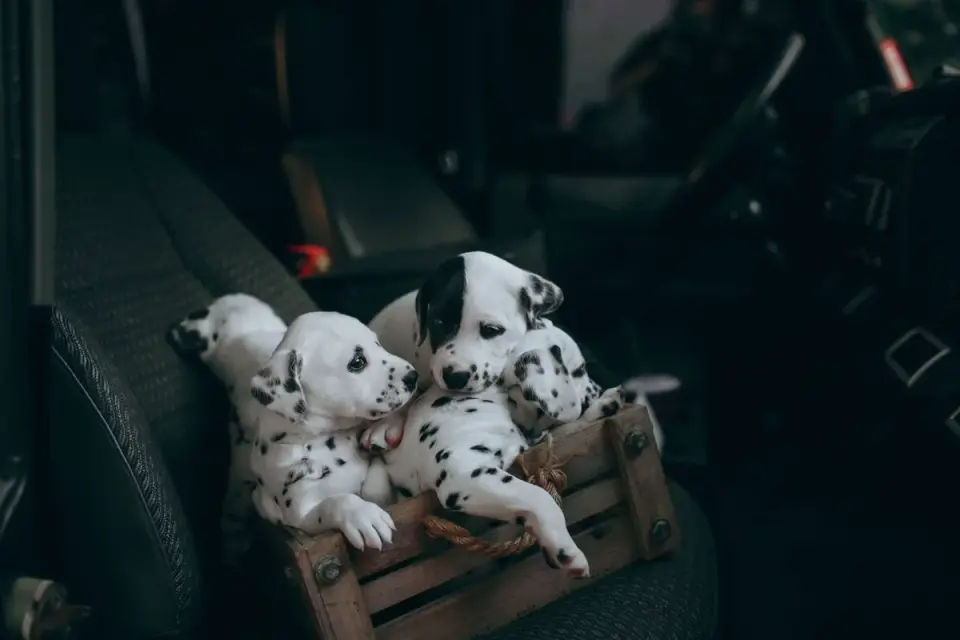 Dog in a car seat