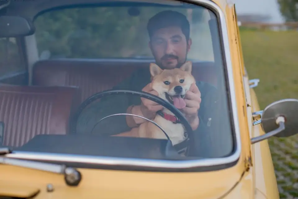 Dog in a car seat