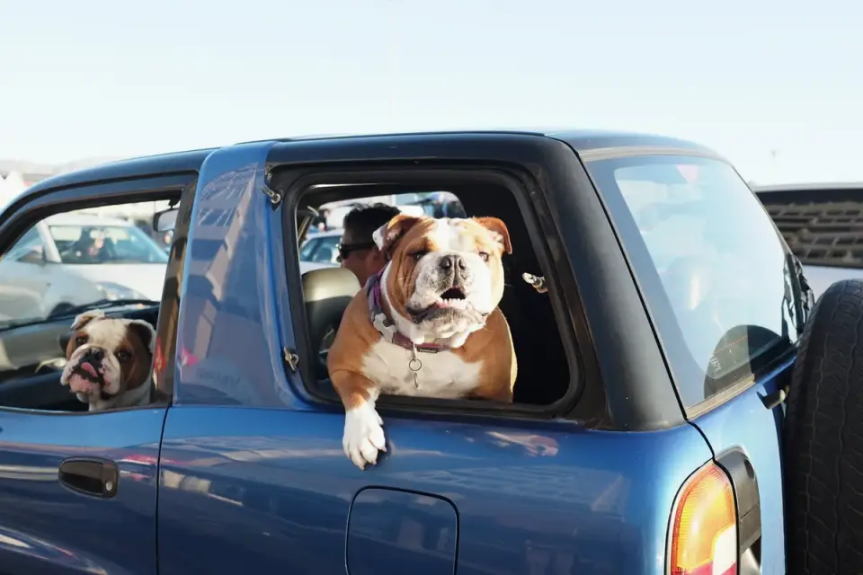 Dog in a car seat