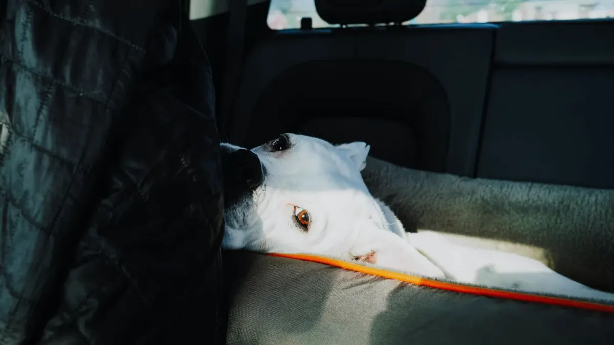 Dog in a car seat