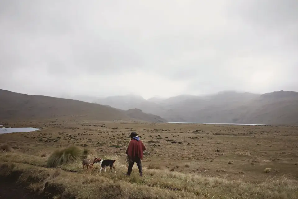 Dog in a field with sheep