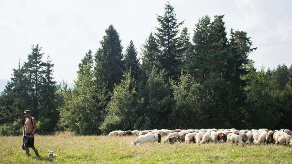 Dog in a field with sheep