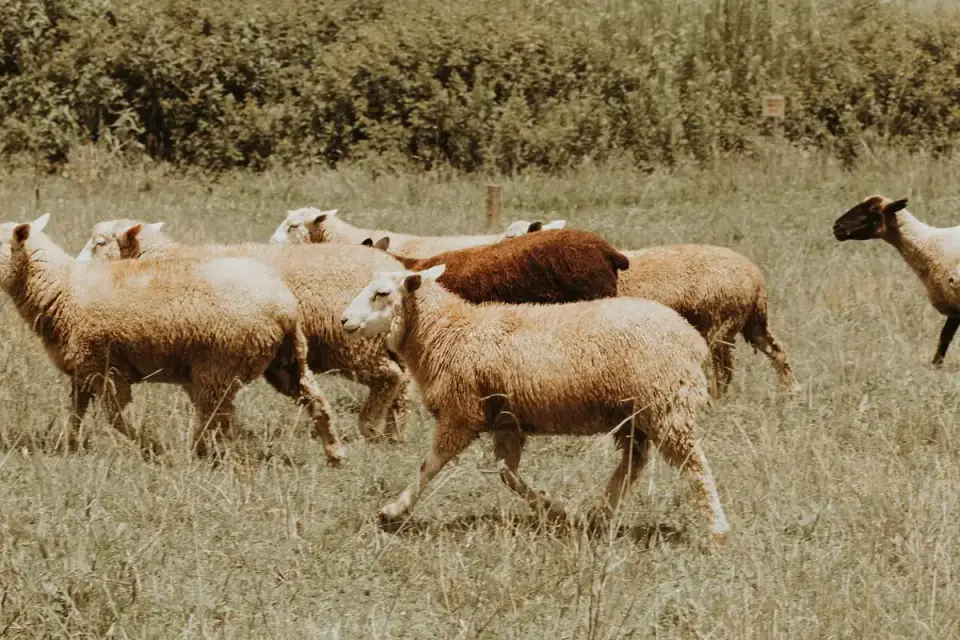 Dog in a field with sheep