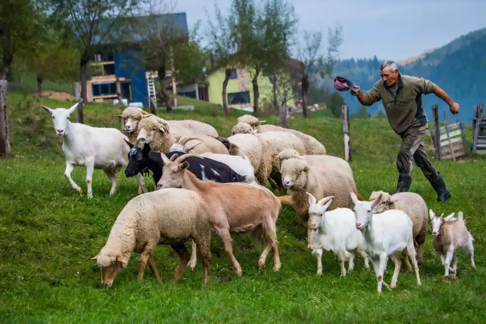 Dog in a field with sheep