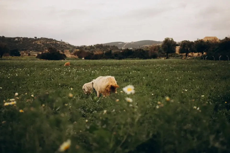 Dog in a field with sheep
