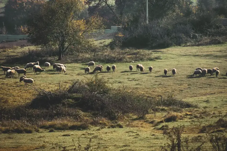 Dog in a field with sheep