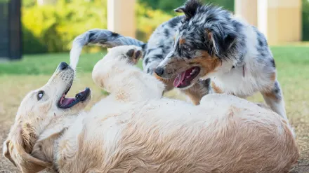 Dog in a dog park