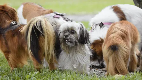 Dog in a dog park