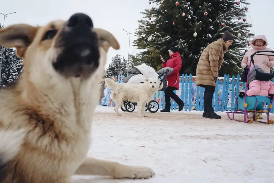 Dog in a dog park