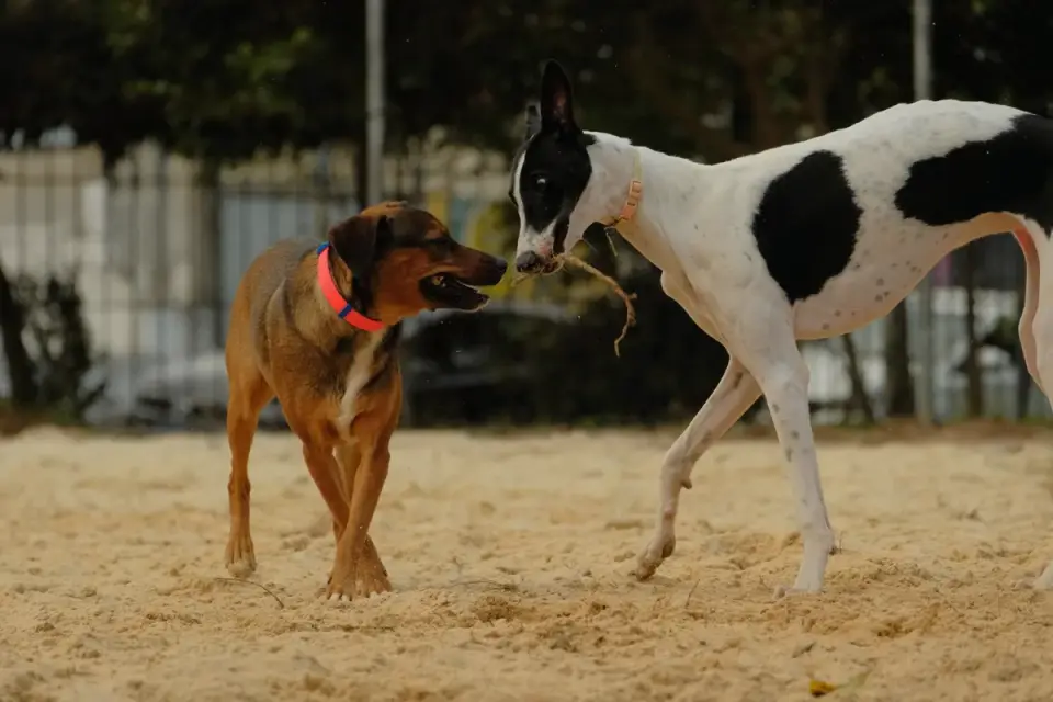 Dog in a dog park