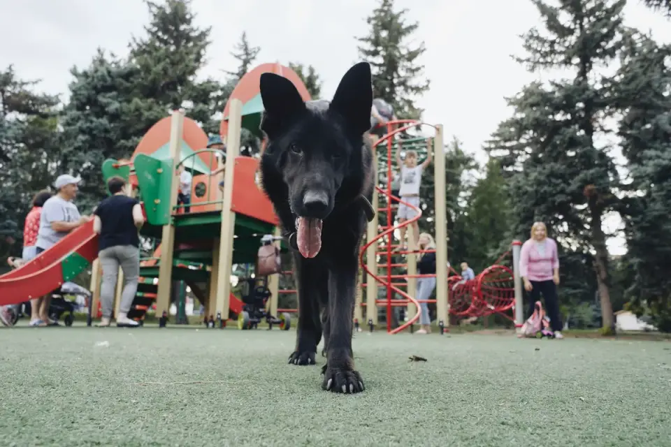Dog in a dog park