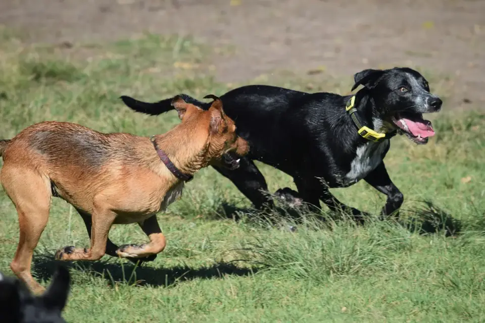 Dog in a dog park
