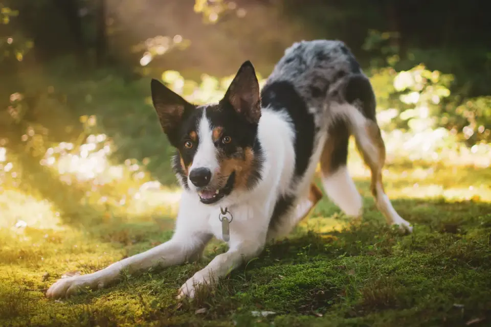 Dog in a play bow, front legs lowered and rear raised, inviting another dog to play