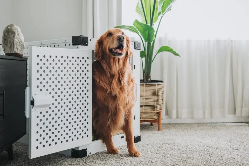 Dog in a travel crate