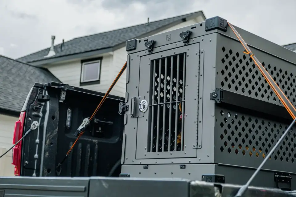 Dog in a travel crate