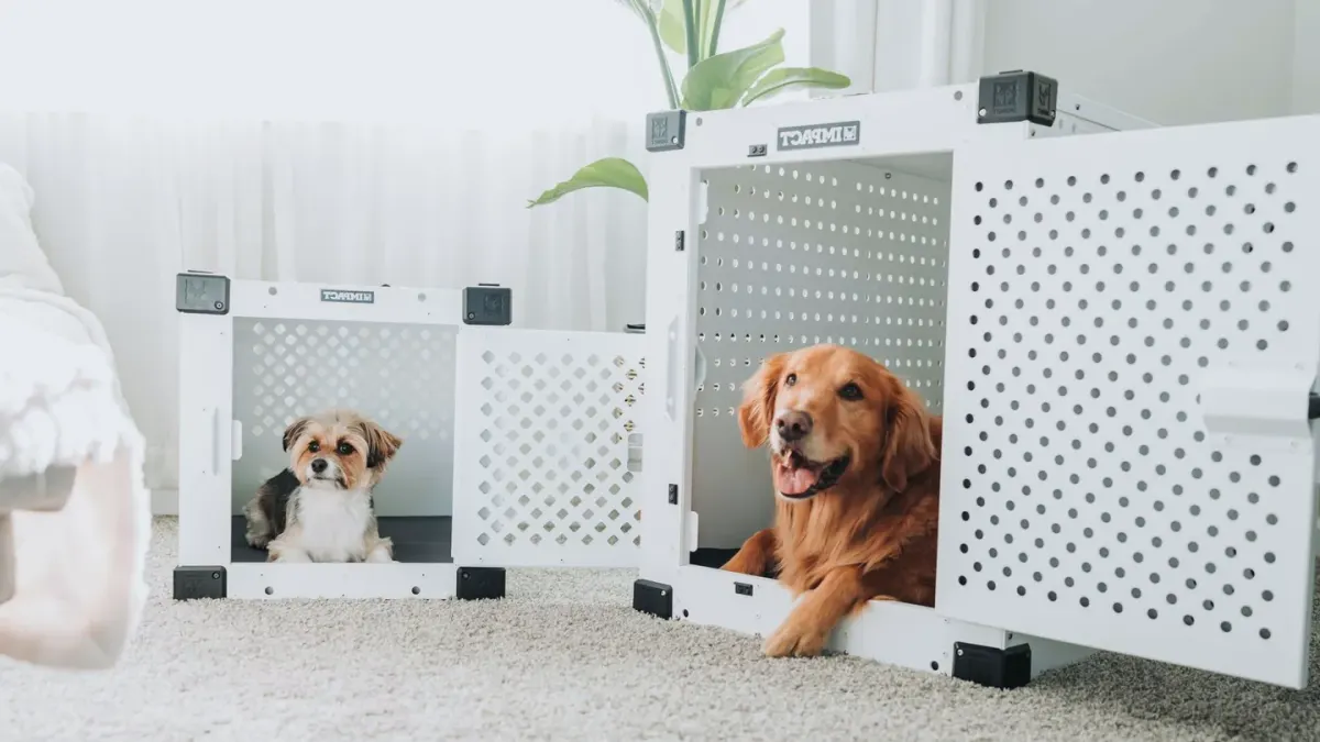 Dog in a travel crate