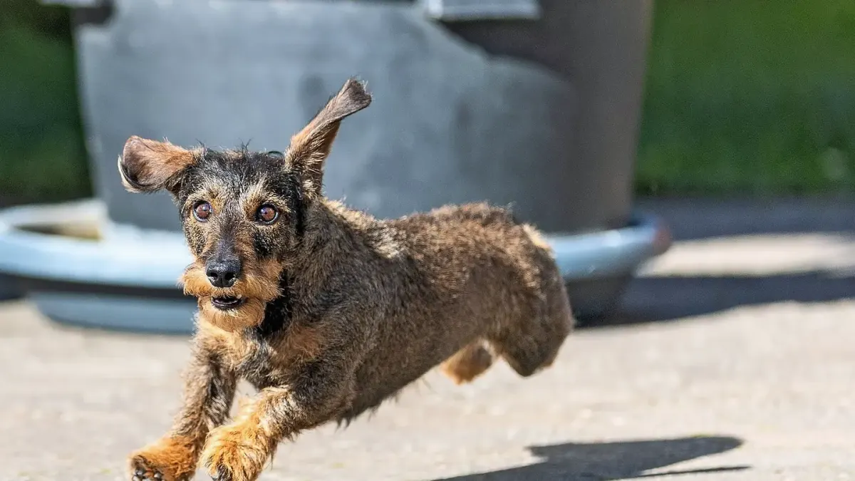 Dog jumping outdoors