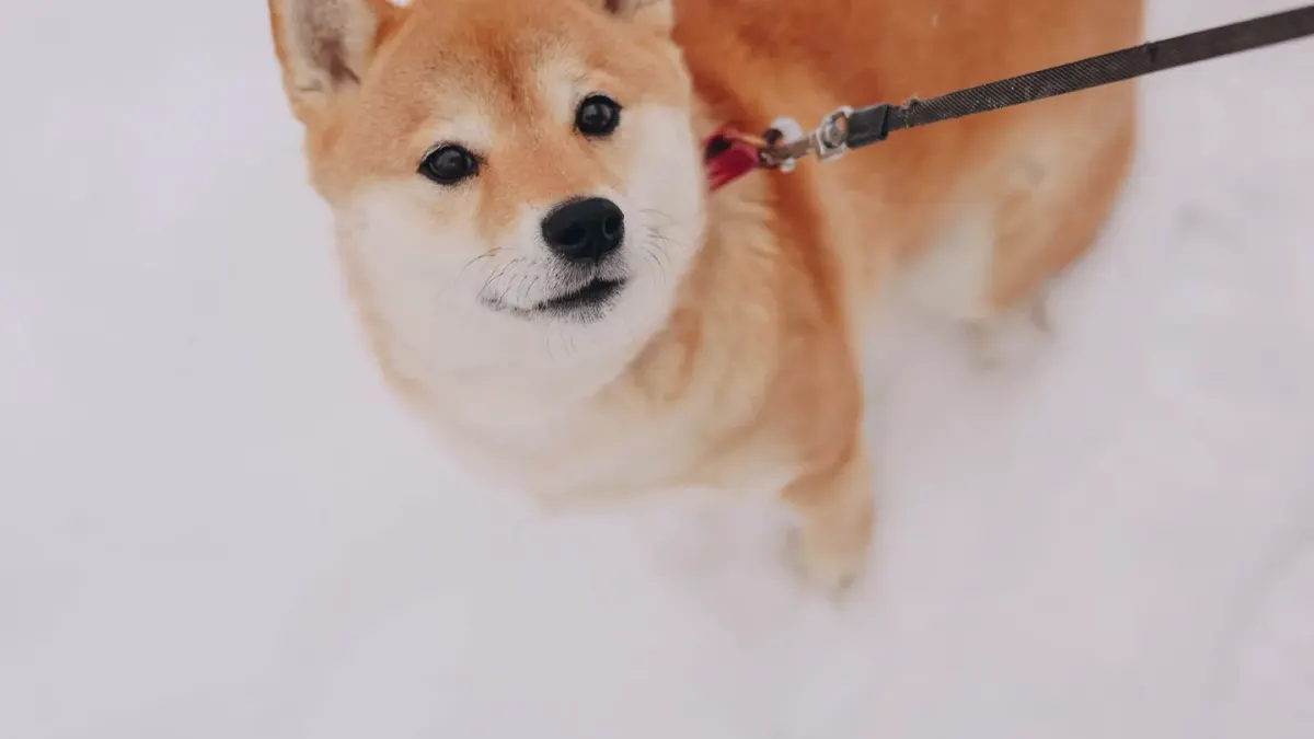 Dog leash outdoors