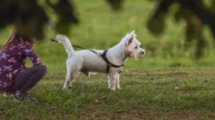 Dog leash outdoors