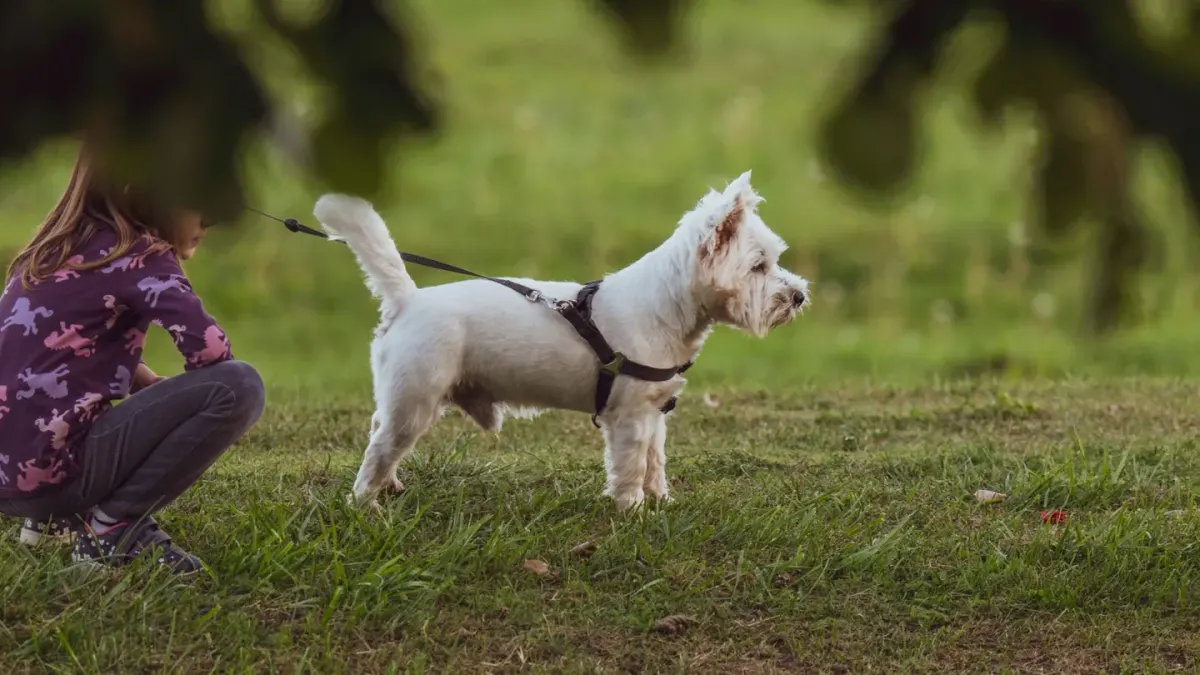 Dog leash outdoors
