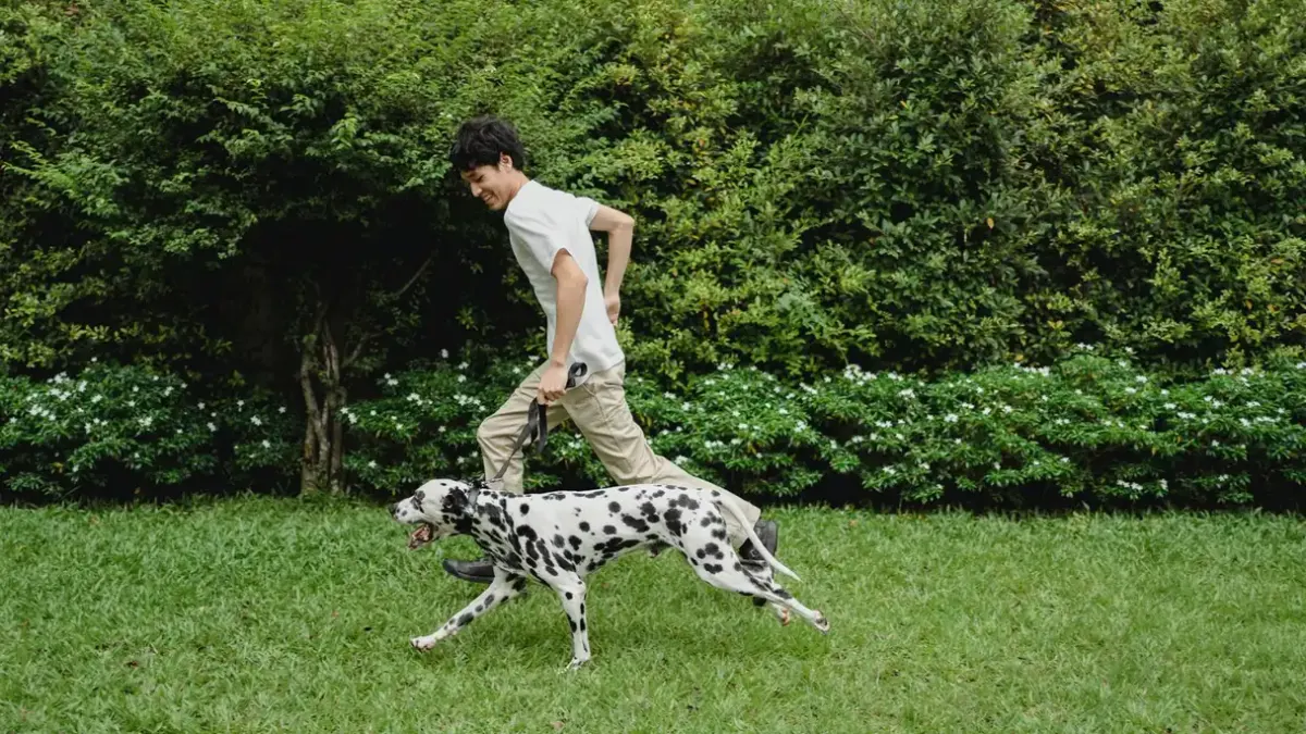 Dog leash outdoors