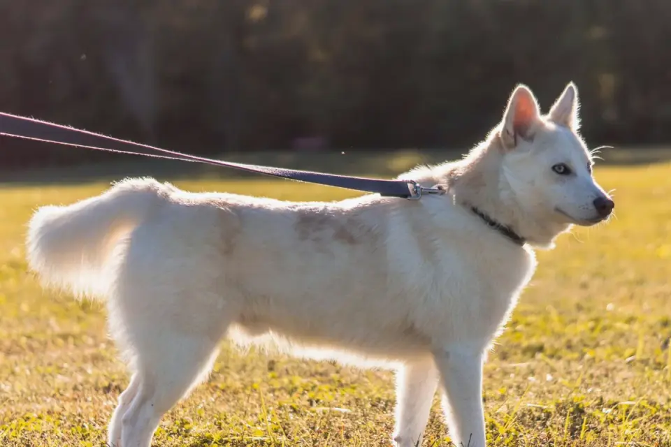 Dog leash outdoors