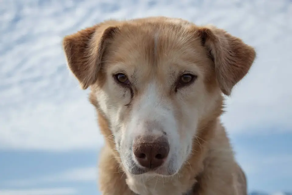 Dog looking ahead outdoors