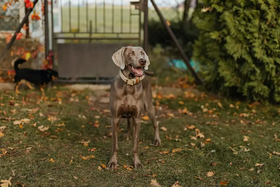 Dog looking ahead outdoors