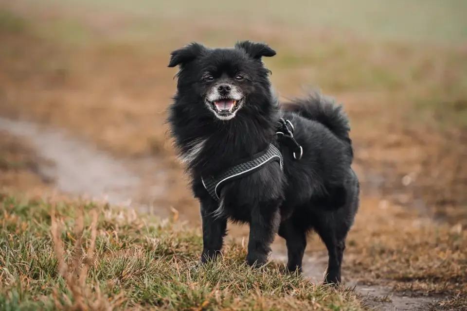 Dog looking ahead outdoors