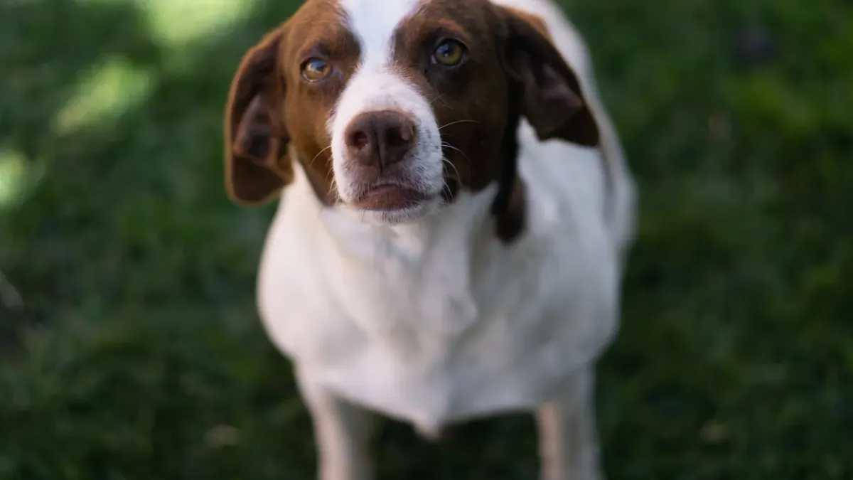 Dog looking at an owner