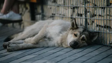 Dog lying on a floor