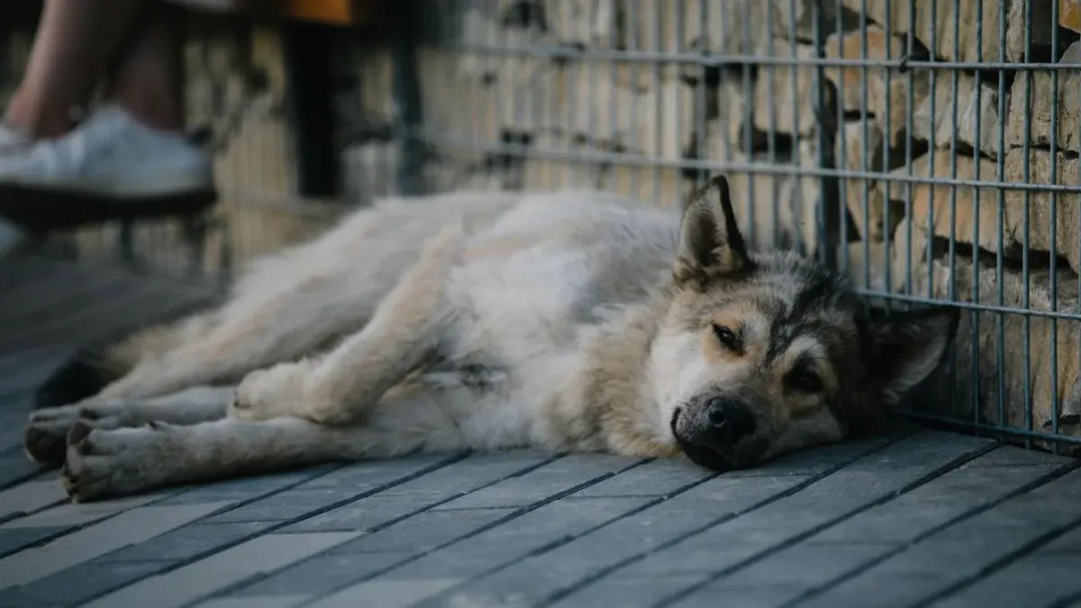 Dog lying on a floor