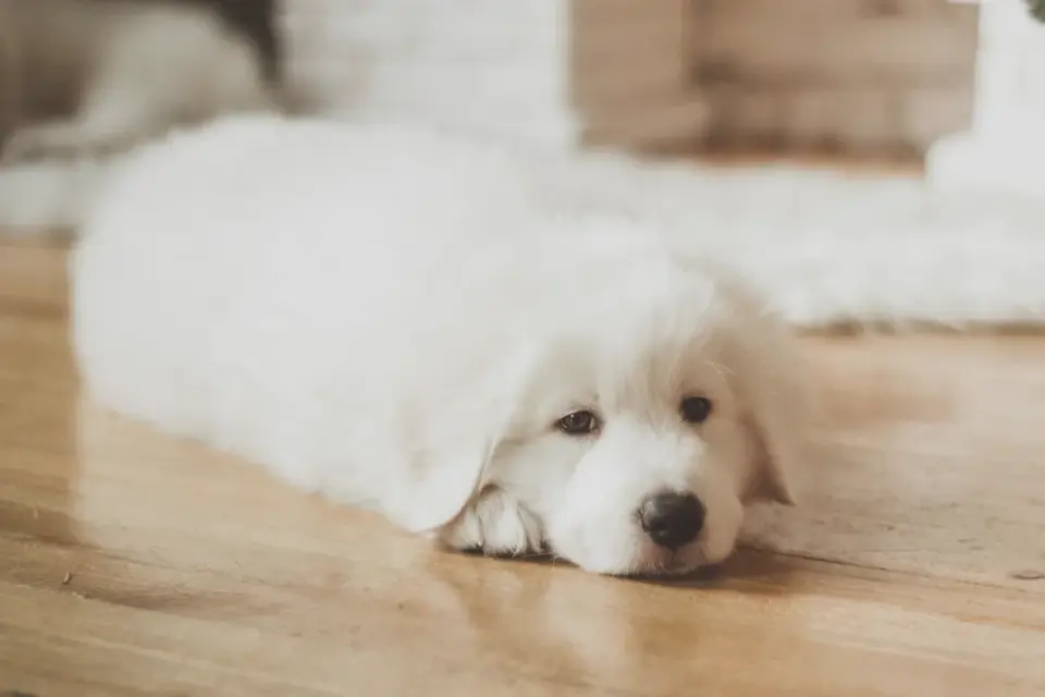 Dog lying on a floor