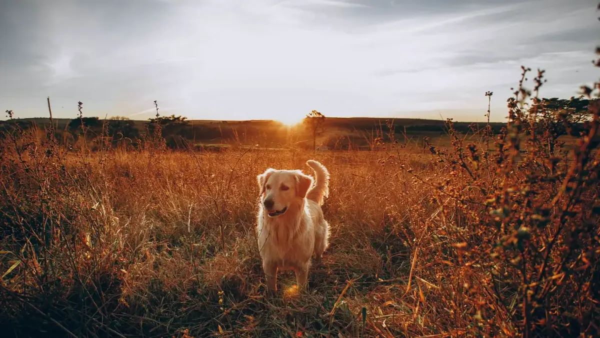 Dog on a farm field