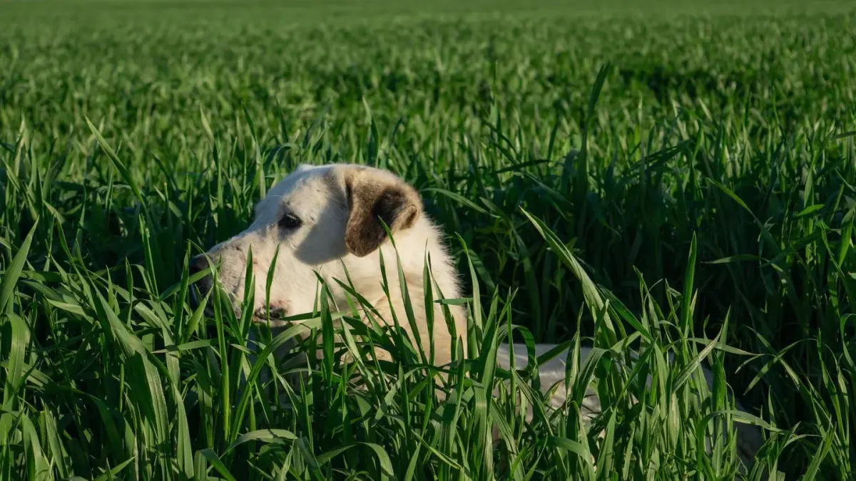Dog on a farm field