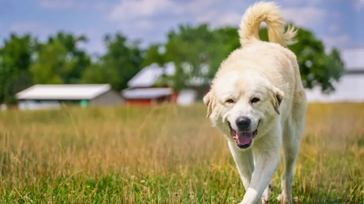 Dog on a farm field