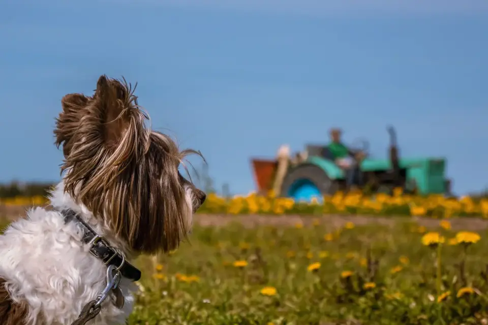 Dog on a farm field