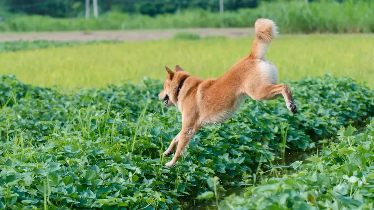 Dog on a farm field