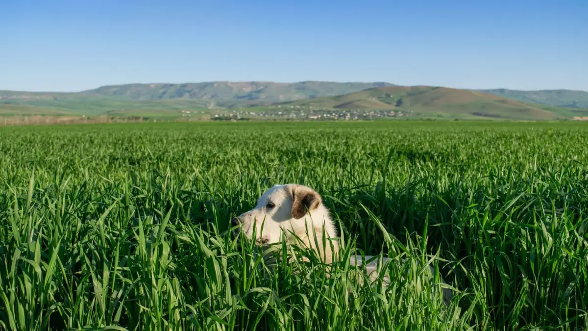 Dog on a farm field