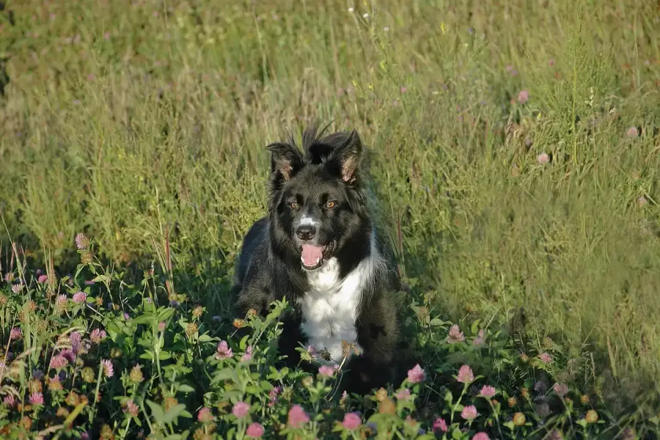 Dog on a farm field