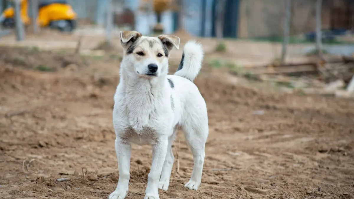 Dog on a farm field
