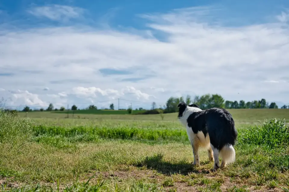 Dog on a farm field