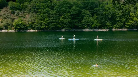 Dog on a paddleboard