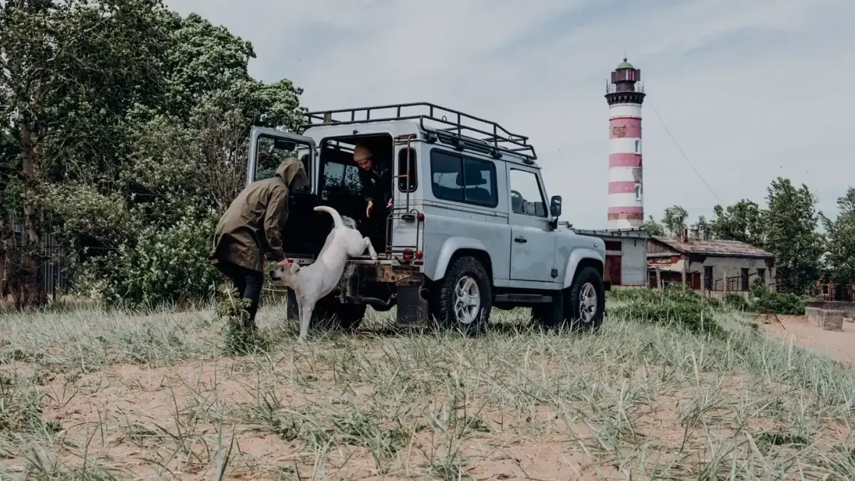 Dog on a road trip