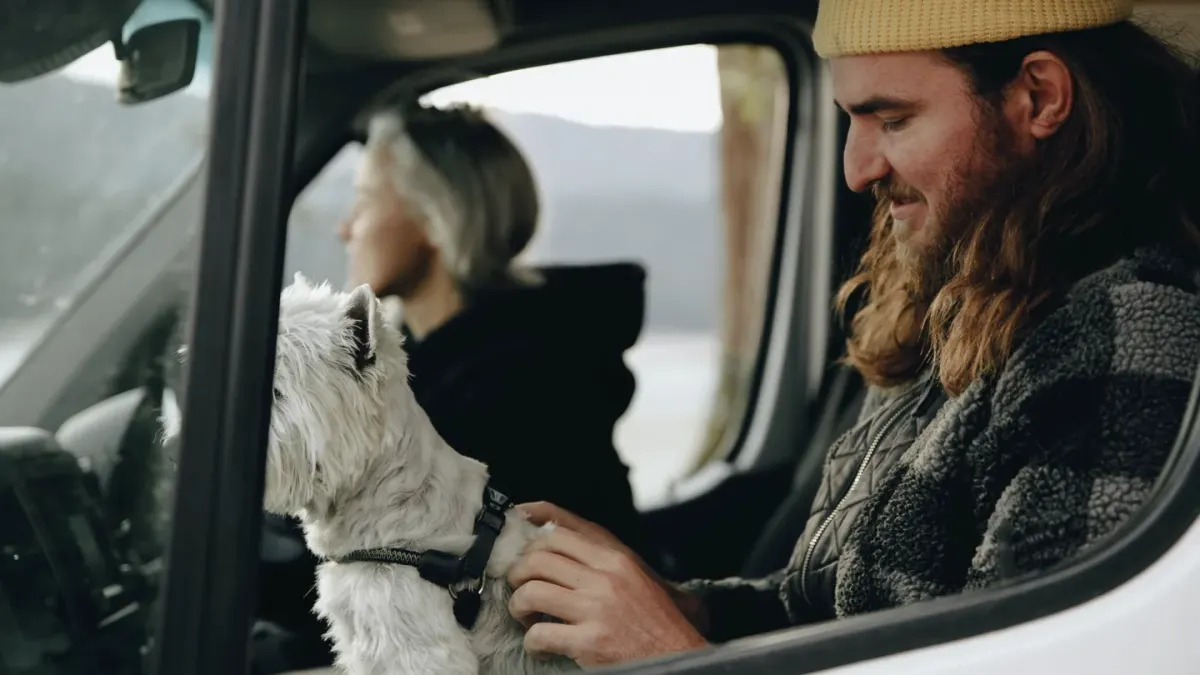 Dog on a road trip