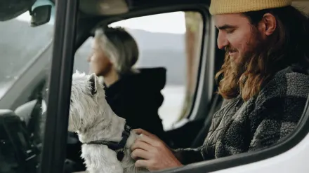 Dog on a road trip