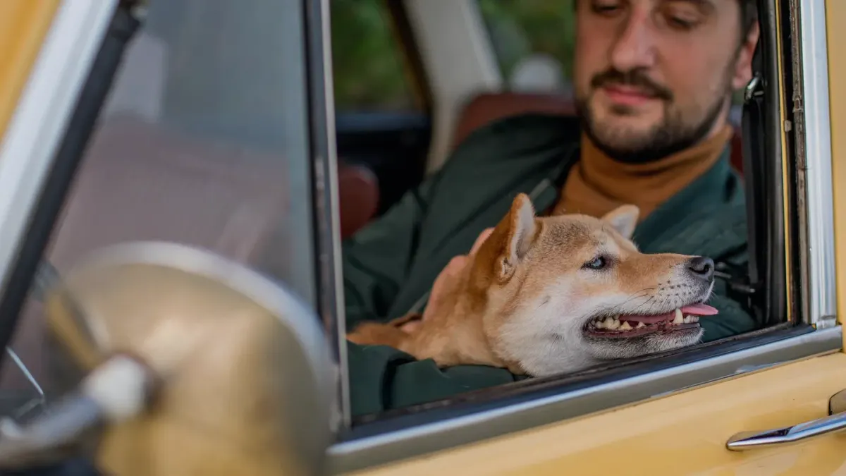 Dog on a road trip