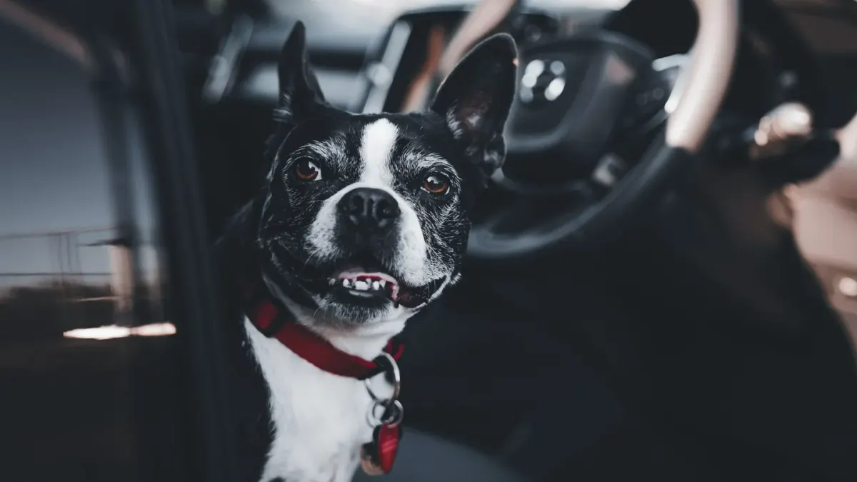 Dog on a road trip