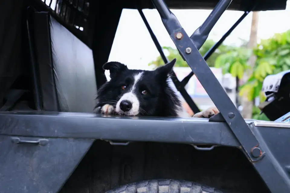 Dog on a road trip